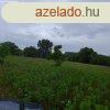 Nyregyhza Szentimre Telepen 9800 m2 ptsi telek