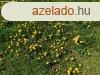 Gyenesdison csendes helyen telek elad