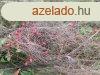 Cserszegtomajon madrcsicsergs helyen telek elad