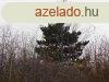 Cserszegtomajon madrcsicsergs helyen telek elad