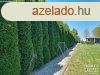 Rszkei holt-Tisza parton elad hz kzvetlen vzparti
