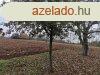 Elad csaldi hz Andocson
