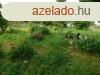 Szabadbattynban elad feljtsra szorul paraszthz