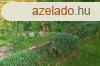 Elad hz, Zalaegerszeg