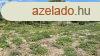Pren 2022 m2-es telek, 21 m-es utcafronttal, bontand hzza