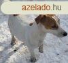 Jack Russel terrier kiskutyk