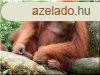 Szlezetlen akc kertselem, 5 - 8 cm- es