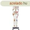 3D  Anatmiai orvosi modell, csontvz 182 cm