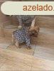 PetGear Palace Online Webruhz