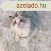 Imdnival szi s Tli Macska Mellny