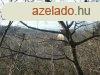 Khegy legnagyobb, mg beptetlen terlete elad - Zamrdi