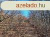 Elad telek, Zalasznt