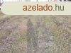 Elad 4774 nm-es Egyb Nyregyhza