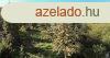 Elad telek rd, 	Fa neves utca