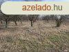 Elad Szntfld, legel Szatymaz Klterlet 