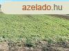 lom a Holt-Tisza partjn | Vzparti ptsi telek Szeged-Sz