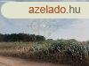 AKCIS RON! Tz hektros fldterlet elad Blcskn!