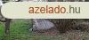 Zalasznt, Zala megye