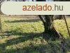 740m2 gymlcss a Bagolyvr kzelben elad