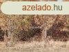 Gyomaendrdn 21 hektr tlgyerd elad