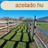 Elad Klterleti telek Meztr