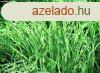 Elad pitsi telek szp utcban! - Kard