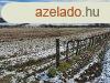 Telepls szln -elad MEZGAZDASGI TERLET BALATONCSICSN