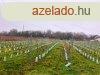 Tkletes panorms bvthet nyaral Balatonszlsn