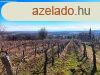 Tagyon gazdasgi plet s szl