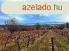 Tagyon gazdasgi plet s szl