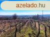 Tagyon gazdasgi plet s szl