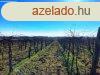 Tagyon szl 1,2 hektr