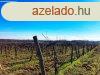Tagyon szl 1,2 hektr