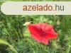 Panorms Terlet Aszfn
