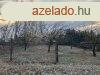 Kecskemttl nhny percre, Ballszg, Szilvaliget utcban, 