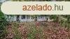 Srospatak mellett alkalmi ron elad egy szntfld, llatt