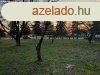 Elad 0ptsi telek, Szkesfehrvr
