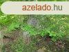 Elad NYARAL Mindszentklla zrtkerti rszn!