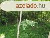 Elad klterleti bepthet telek Badacsonyrsn! - Badacso