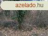 Elad 3133 m2 belterleti telek Balatonszepezden!