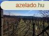 Elad panorms szlhegy Nagykapornakon ? Egy csodlatos bi