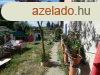 Elad csaldi hz Vcrtt, 	csendes utcban