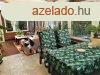 Elad 200 nm-es jszer llapot Csaldi hz Ptfrd Kzpon
