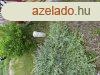 Elad 40 nm-es Feljtand Csaldi hz Csvharaszt