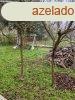 Elad 86 nm-es Feljtott Csaldi hz Zalaszentmihly