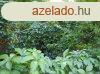 Cibakhzn elad kertes csaldi hz! - Cibakhza