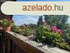 Lehetsgekben gazdag otthon - Szada
