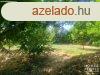 Elad ptsi telek Hdmezvsrhely   