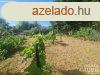Elad ptsi telek Hdmezvsrhely   