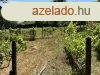 Elad ptsi telek Miskolcon, az Alms utcban ? egyedlll